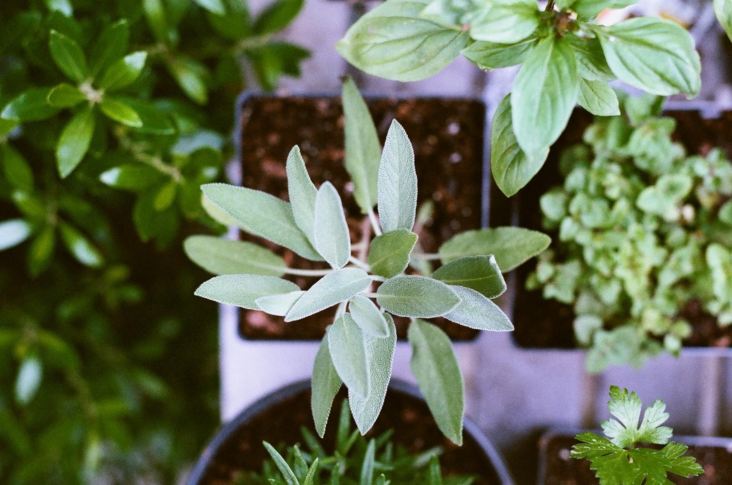 Neem - the wonderful Ayurvedic herb